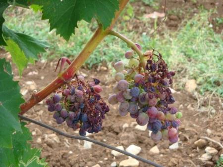 Venenje in sušenje grozdov (Foto: E. Orešek)